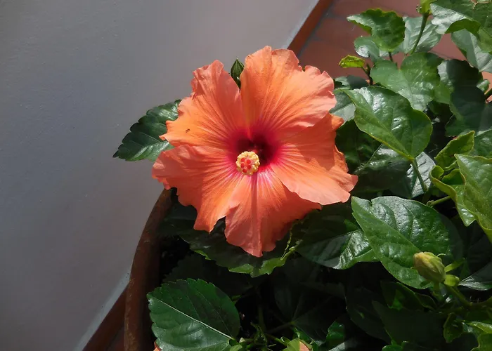 Lupori House 度假居 维亚雷焦