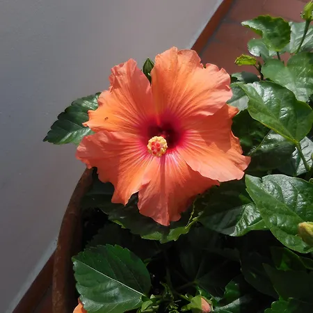 Lupori House Holiday home Viareggio